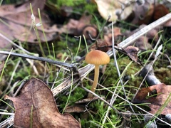 Mycena aurantiomarginata