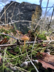 Mycena aurantiomarginata