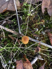 Mycena aurantiomarginata
