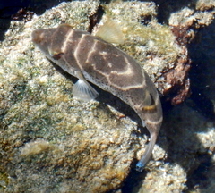 Sphoeroides annulatus