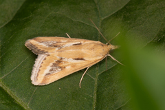 Achyra massalis