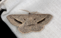 Isturgia penthearia
