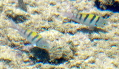 Abudefduf troschelii