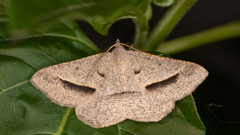 Isturgia penthearia
