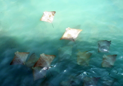 Rhinoptera steindachneri