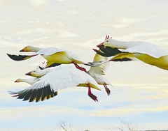 Anser caerulescens caerulescens