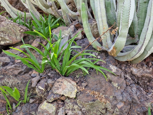 Drimia hesperia