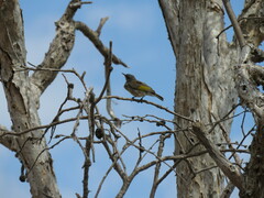 Conopophila albogularis
