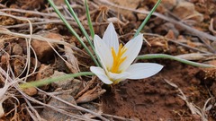 Crocus aleppicus