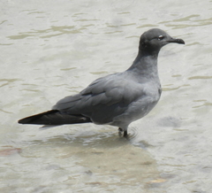 Leucophaeus fuliginosus