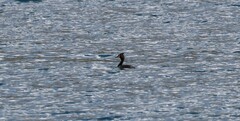 Podiceps cristatus australis