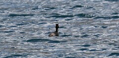 Podiceps cristatus australis