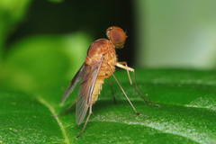 Chrysopilus