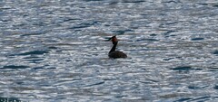 Podiceps cristatus australis