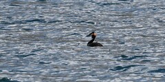 Podiceps cristatus australis