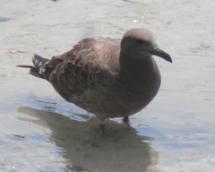 Leucophaeus fuliginosus