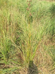 Scirpus atrovirens