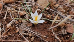 Crocus aleppicus