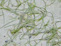 Zostera muelleri