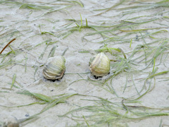 Amphibola crenata