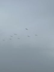 Pelecanus occidentalis