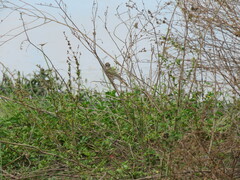 Chrysococcyx basalis