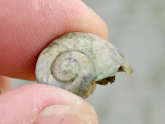 Amphibola crenata