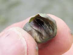 Amphibola crenata