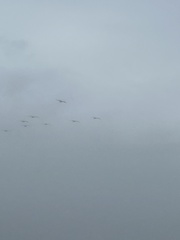 Pelecanus occidentalis