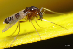 Cricotopus bicinctus