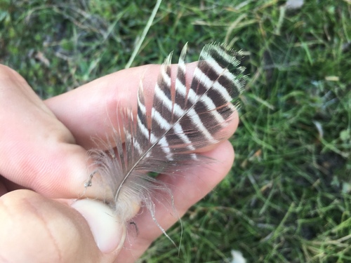 Plume de Dendrocygne veuf