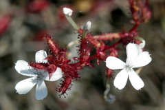 Plumbago zeylanica