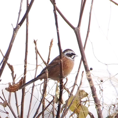 Emberiza cioides