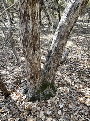 Quercus sinuata