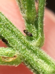 Sericothrips staphylinus