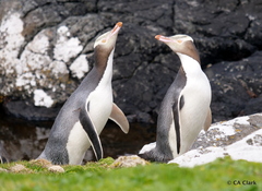 Megadyptes antipodes