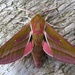Deilephila elpenor - Photo (c) Andy Phillips，保留部份權利CC BY-ND