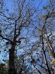 Quercus sinuata