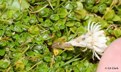 Anaphalioides bellidioides