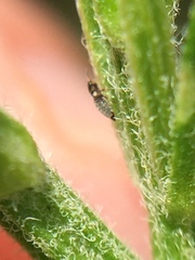 Sericothrips staphylinus