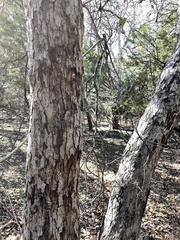 Quercus sinuata