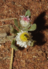 Helichrysum argyrosphaerum