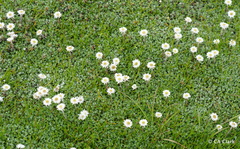 Anaphalioides bellidioides