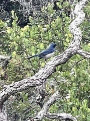 Aphelocoma insularis