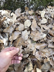 Quercus sinuata