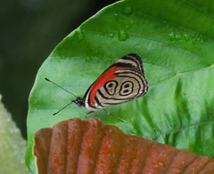 Diaethria clymena