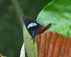 Diaethria clymena