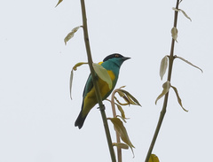 Dacnis lineata