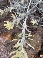 Castilleja hololeuca
