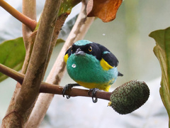 Dacnis lineata